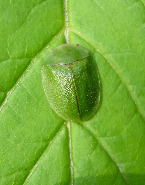 Cassida viridis - zöld pajzsbogár Cassida viridis - zöld pajzsbogár