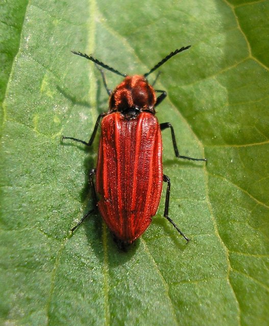 Anostirus purpureus - tűzvörös pattanó