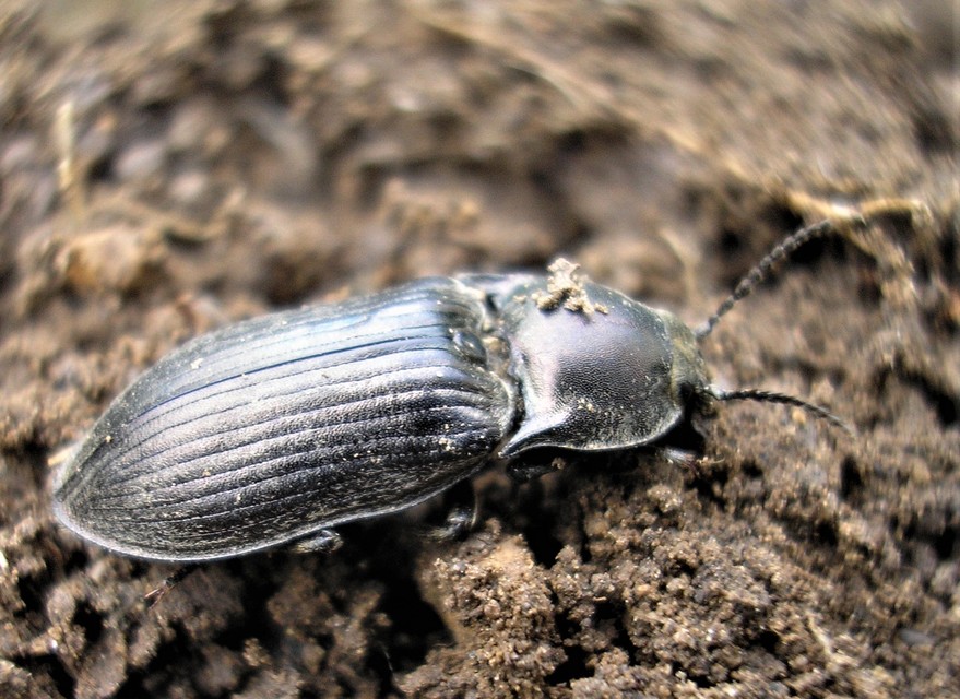 Selatosomus latus - széles pattanó
