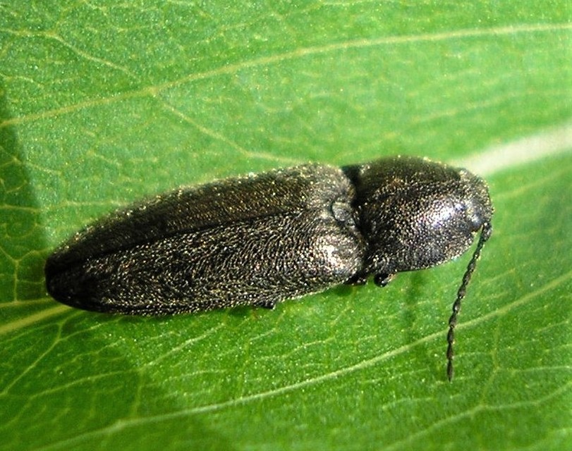 Cidnopus pilosus - szőrös pattanó