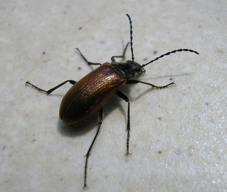 Omophlus proteus - közönséges pejbogár Omophlus proteus - közönséges pejbogár