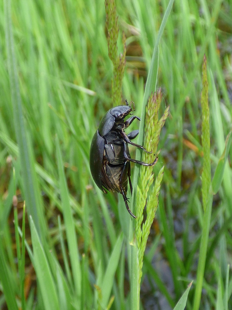 Hydrophilus aterrimus - fekete óriáscsibor