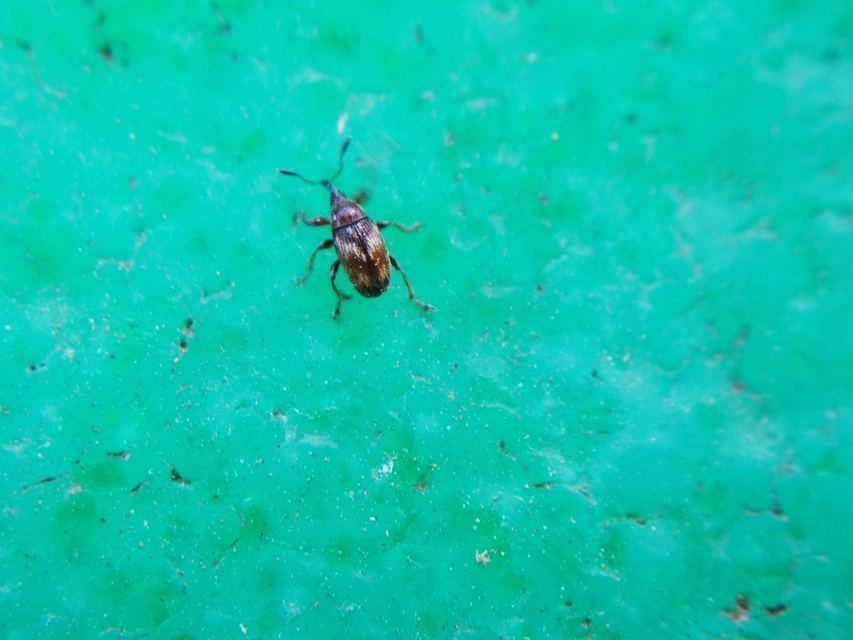 Nanophyinae