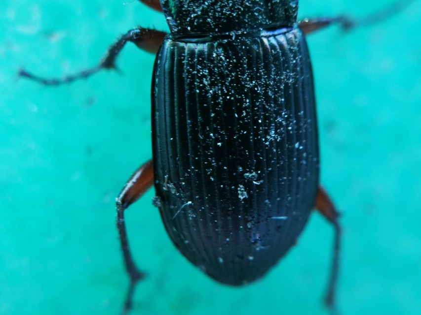 Poecilus cupreus - rezes gyászfutó