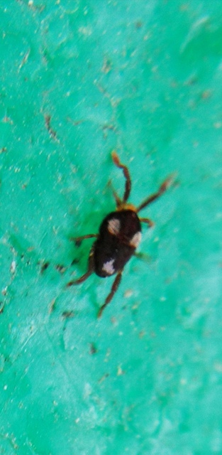 Leptus trimaculatus