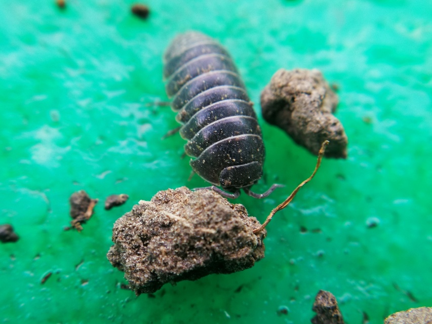 Armadillidium vulgare - szürke gömbászka