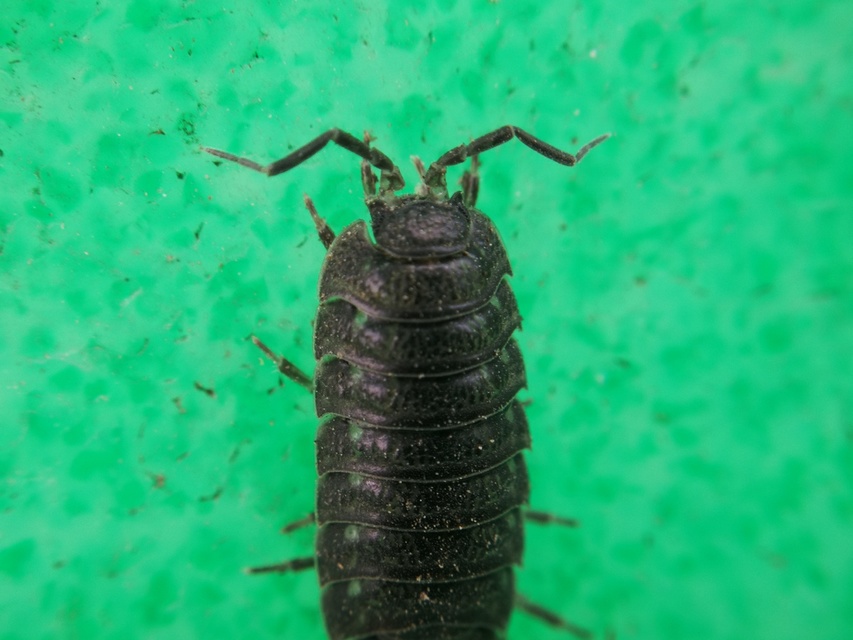 Porcellio scaber - érdes pinceászka