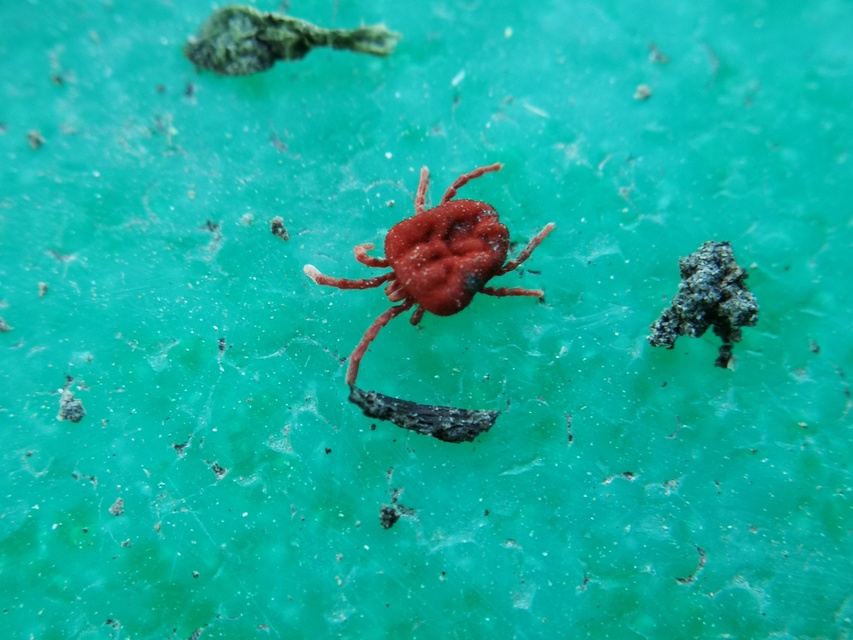 Trombidium