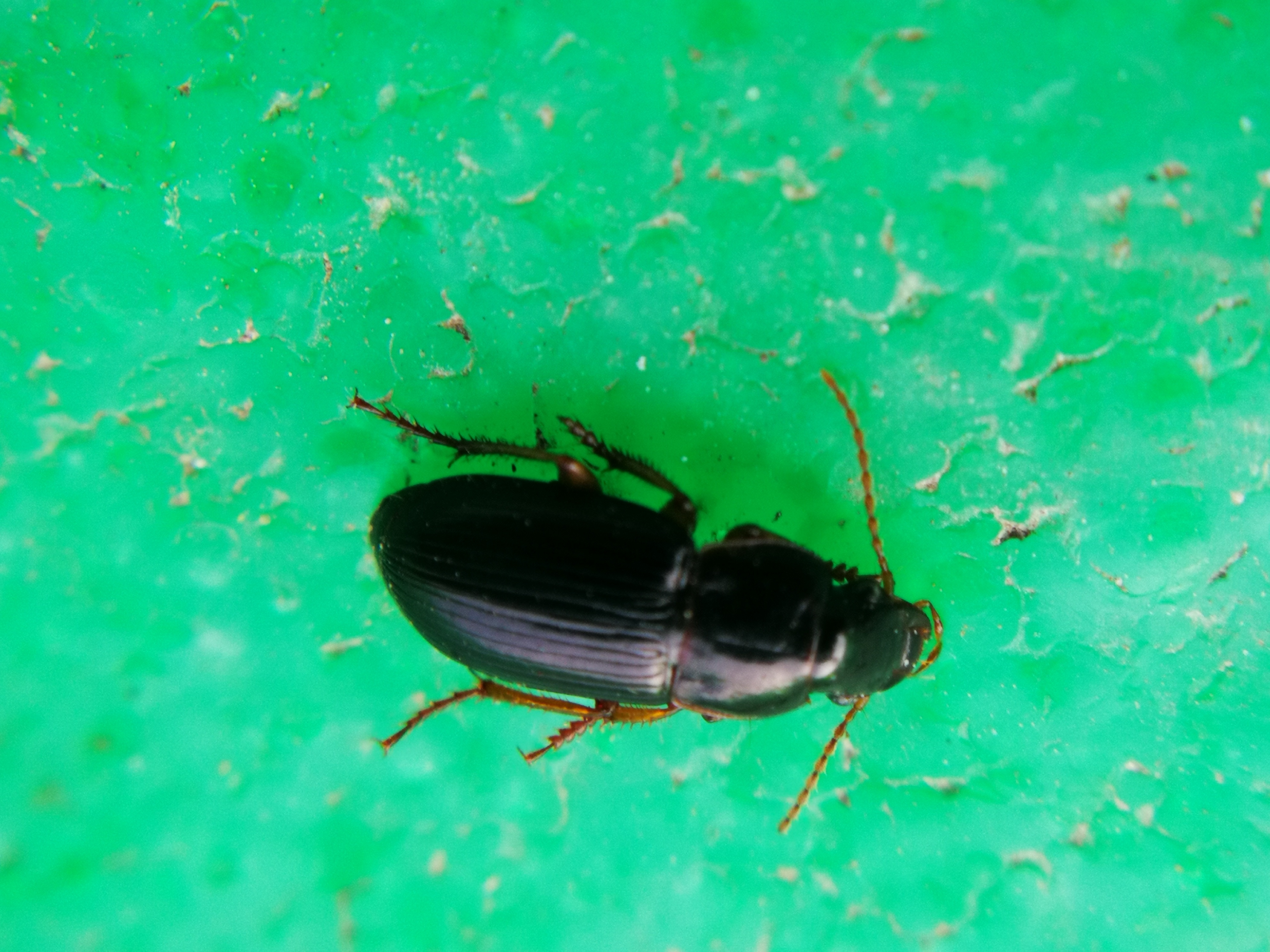 Harpalus luteicornis - fénytelen lomhafutó