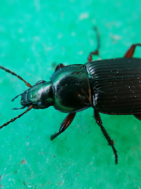 Poecilus cupreus - rezes gyászfutó
