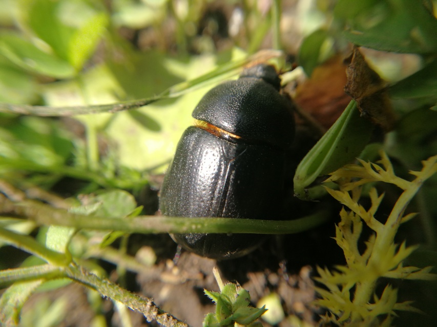 Pentodon idiota - butabogár
