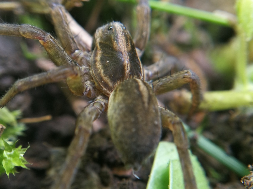 Trochosa