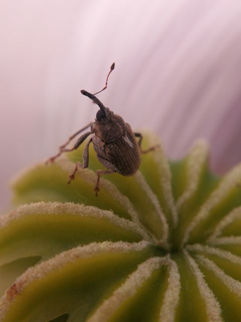 Glocianus maculaalba - közönséges máktokormányos