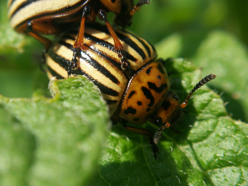 Leptinotarsa decemlineata - burgonyabogár