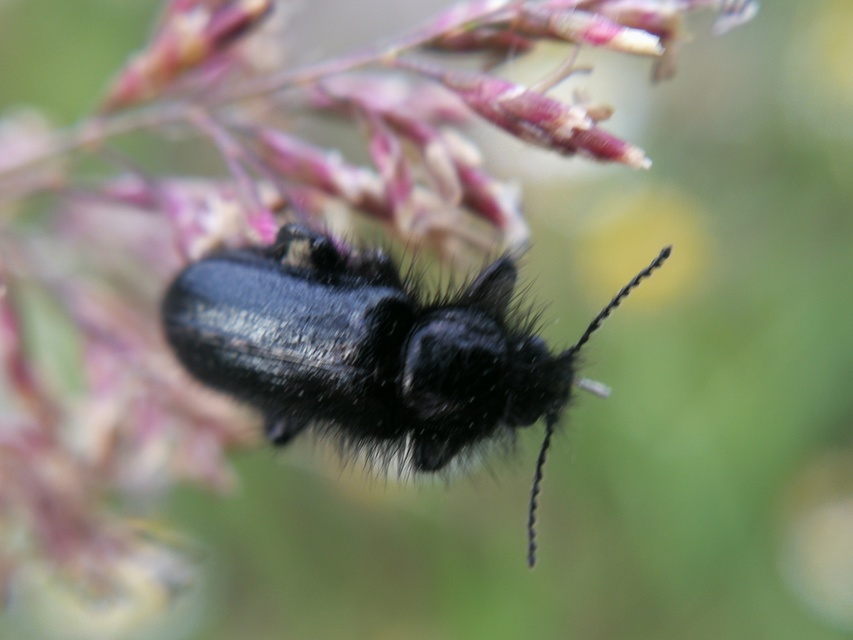Enicopus pilosus - bundás karimásbogár