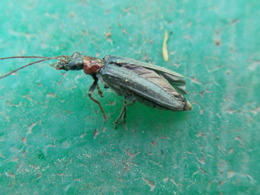 Oedemera croceicollis - pirostorú álcincér