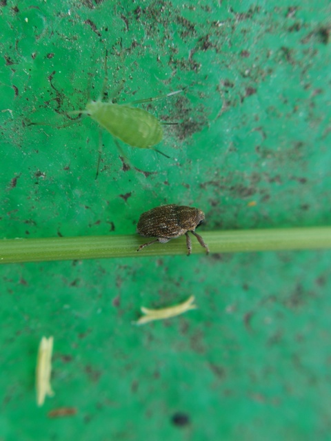 Trichosirocalus troglodytes - kis útifűormányos