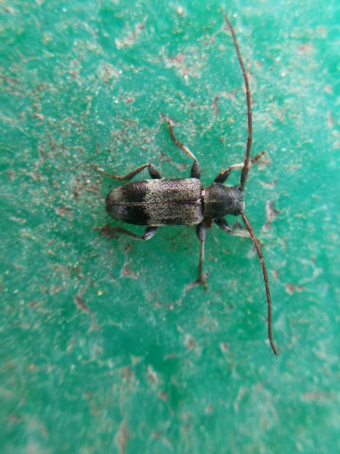Exocentrus lusitanus - hársfa-rőzsecincér