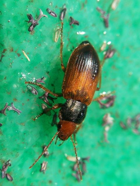 Diachromus germanus - német tarkafutó