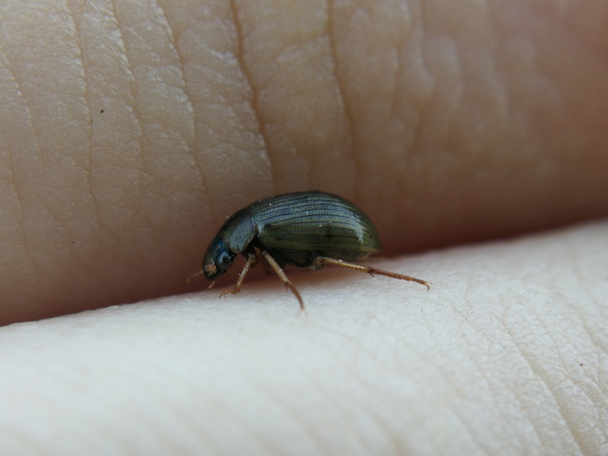 Berosus signaticollis - csíkosnyakú szemescsibor Berosus signaticollis - csíkosnyakú szemescsibor