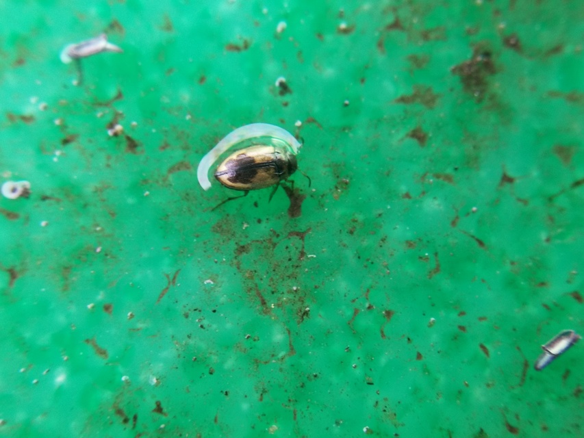 Hydroglyphus geminus - gyakori paránycsíkbogár