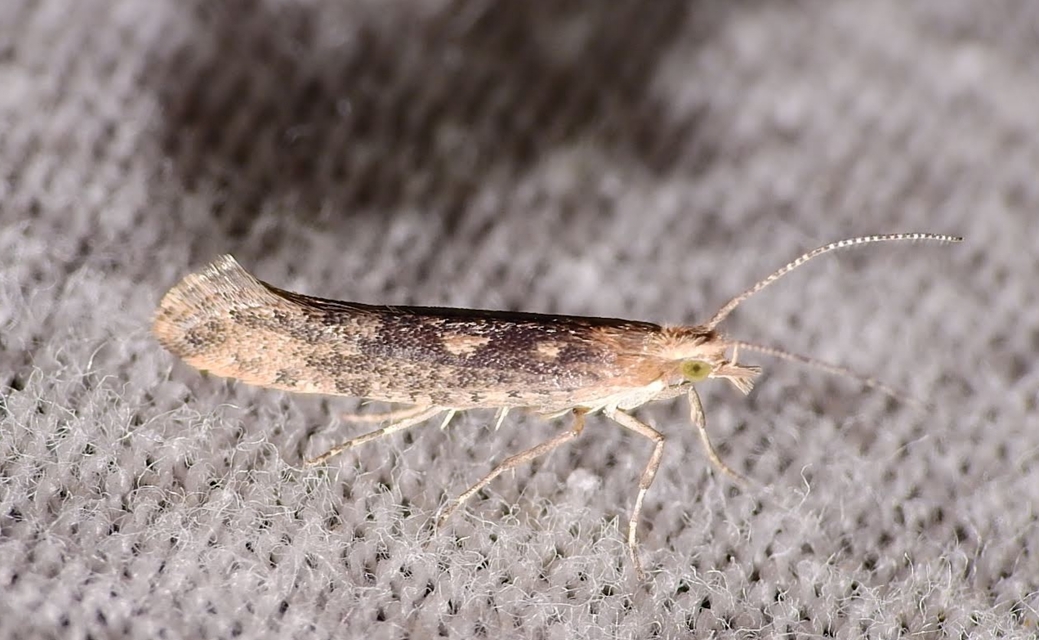 Plutella xylostella - káposztamoly