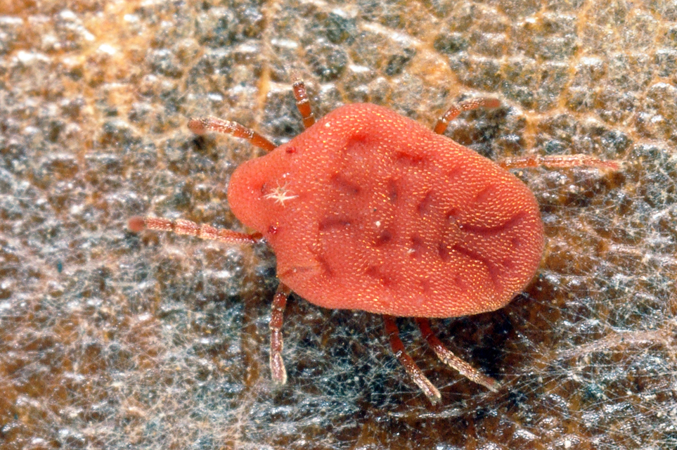 Calyptostoma