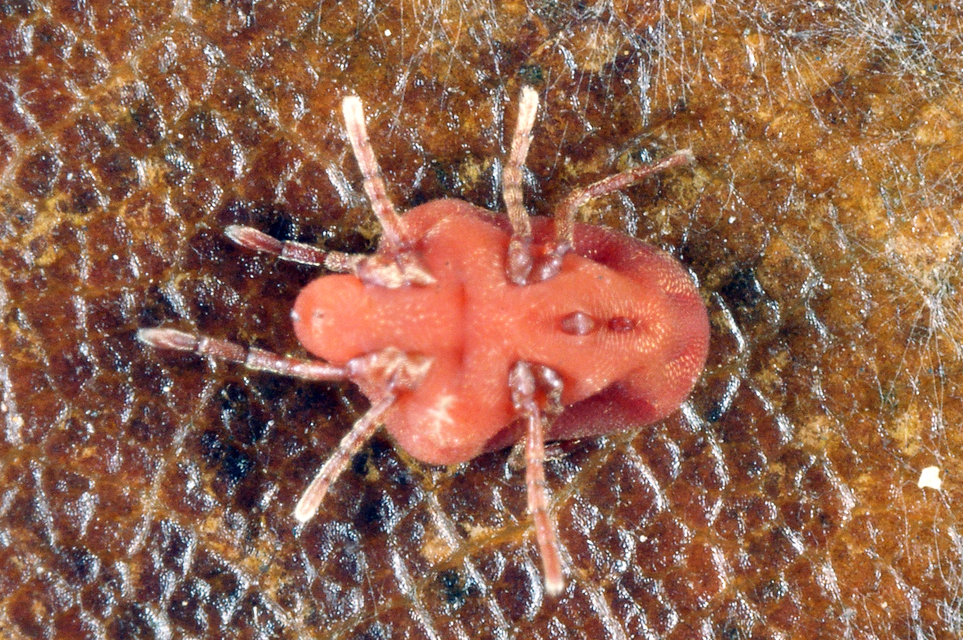 Calyptostoma