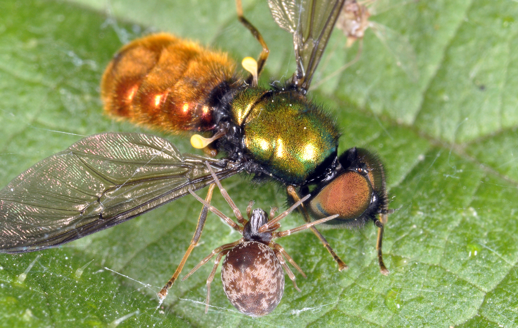 Dictyna arundinacea - nádi hamvaspók