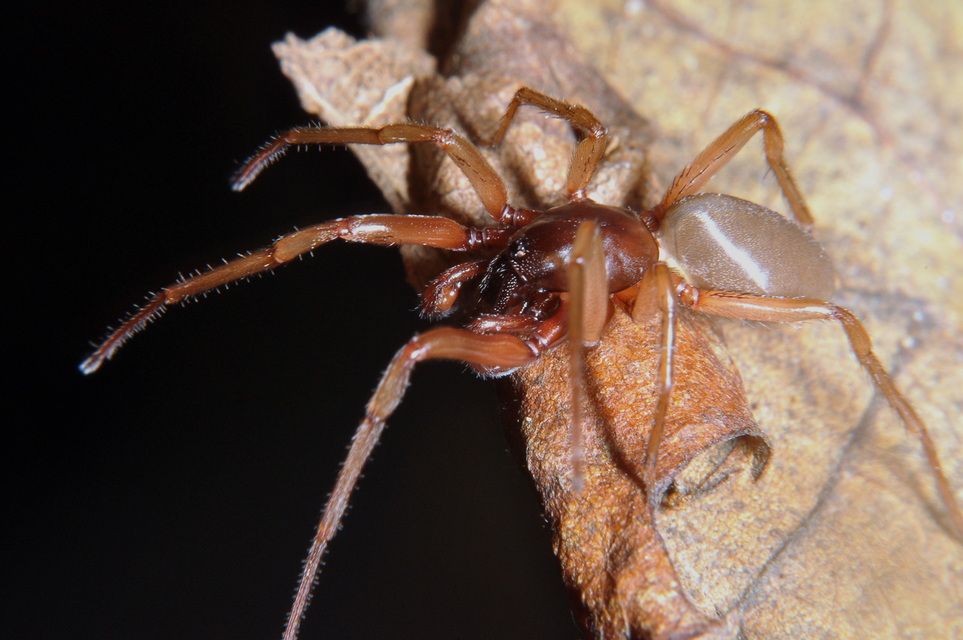 Dysderidae - fojtópókok
