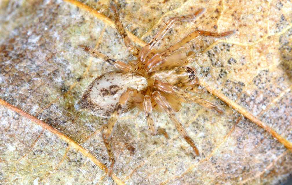 Anyphaena accentuata - jegyespók