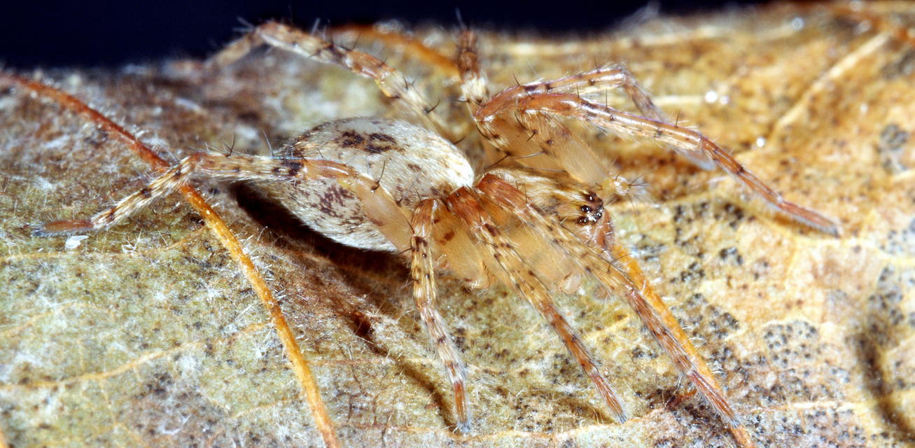 Anyphaena accentuata - jegyespók