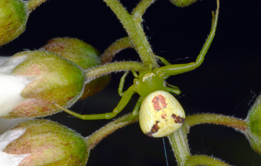 Ebrechtella tricuspidata - alakoskodó karolópók