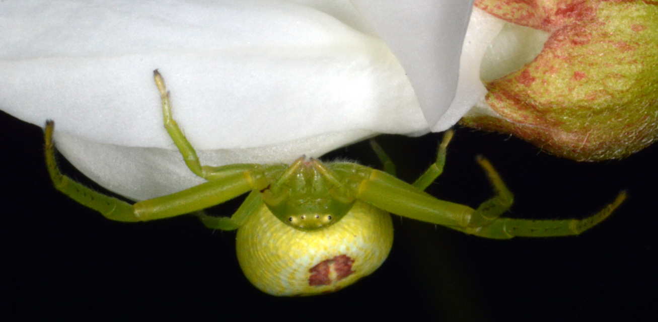 Ebrechtella tricuspidata - alakoskodó karolópók