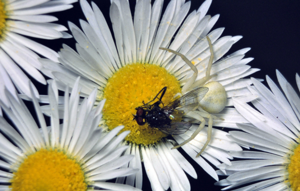 Misumena vatia - viráglakó karolópók