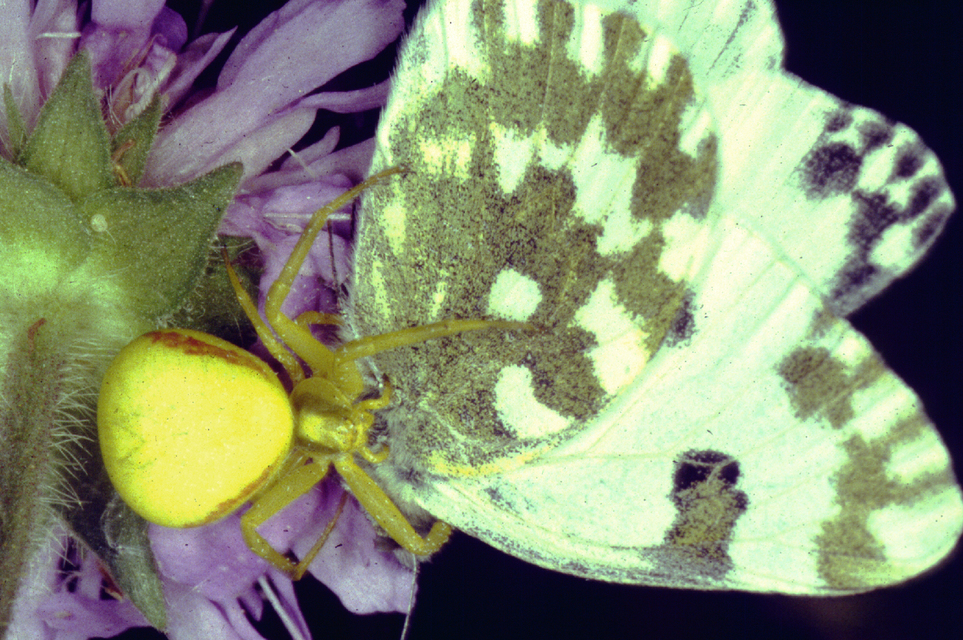 Misumena vatia - viráglakó karolópók