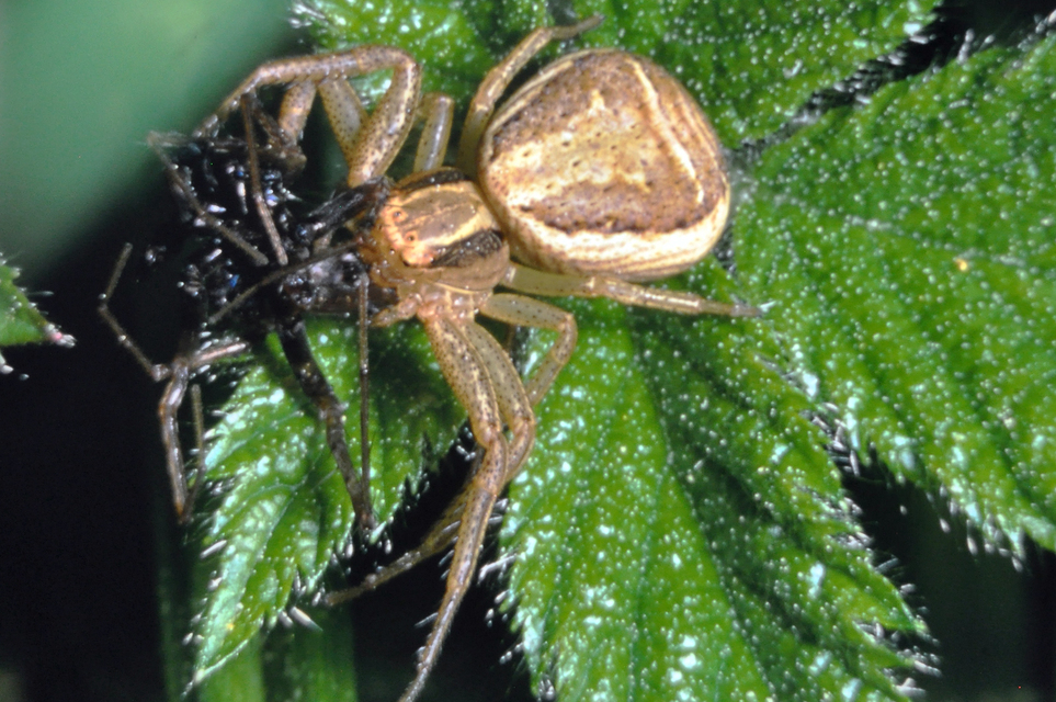 Xysticus ulmi - cserje-karolópók
