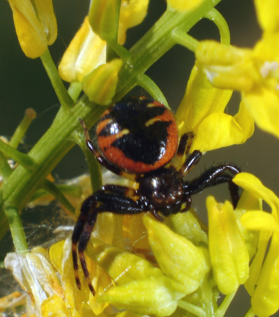 Synema globosum/ornatum