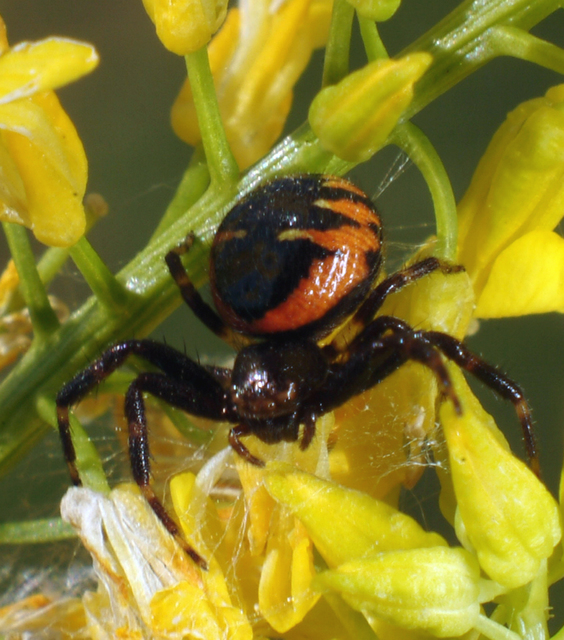Synema globosum/ornatum