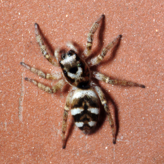 Salticus