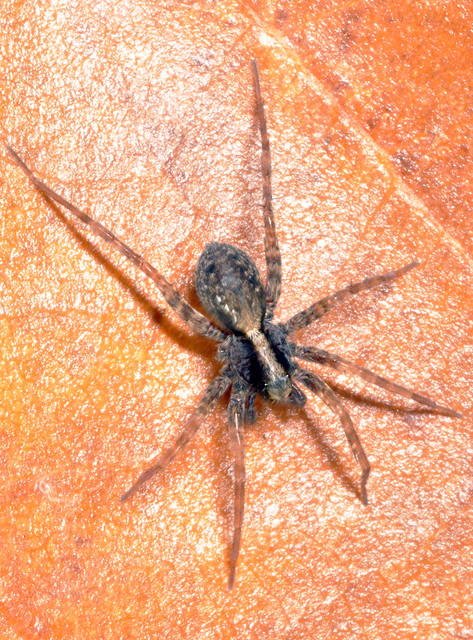 Pardosa alacris/lugubris