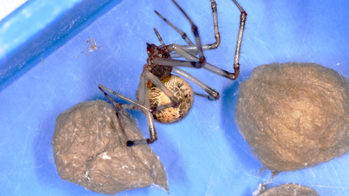 Parasteatoda tepidariorum - üvegházi törpepók