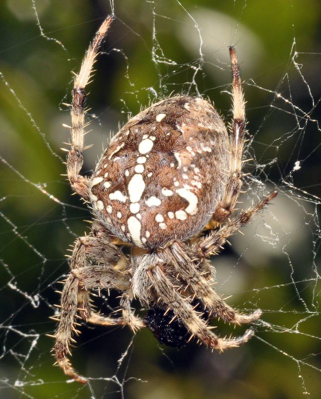 Araneus diadematus - koronás keresztespók