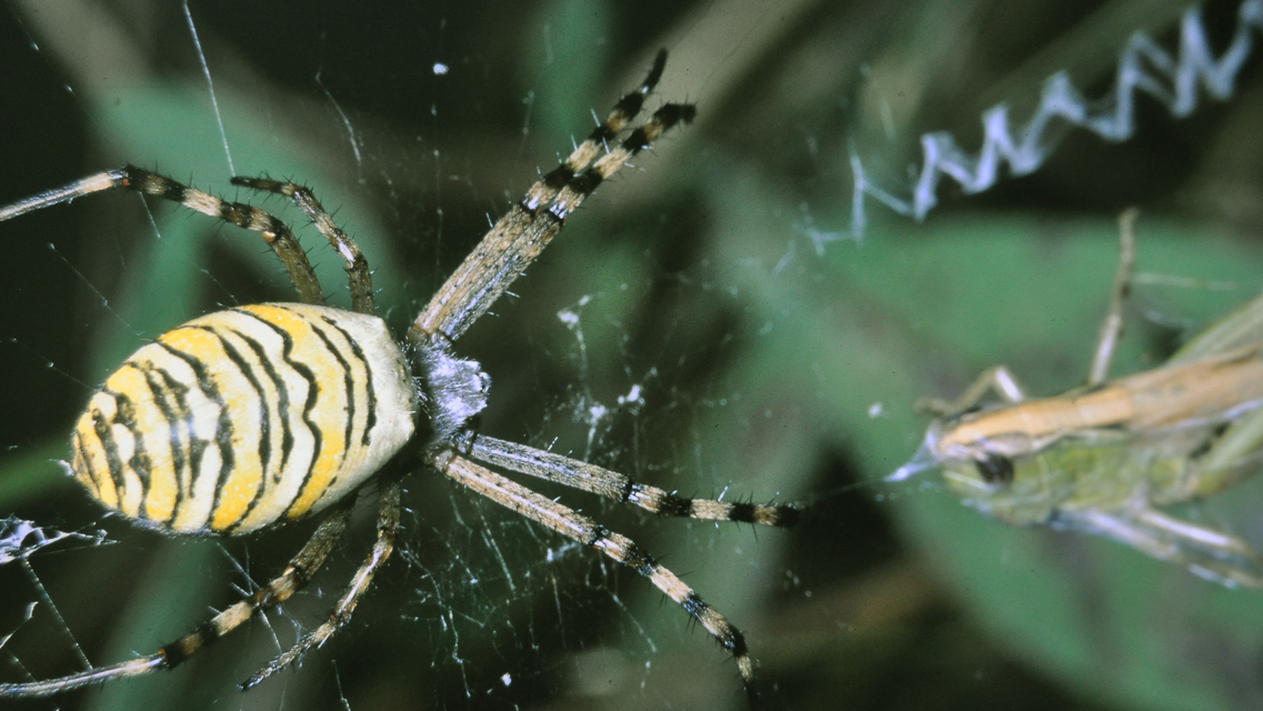 Argiope bruennichi - darázspók