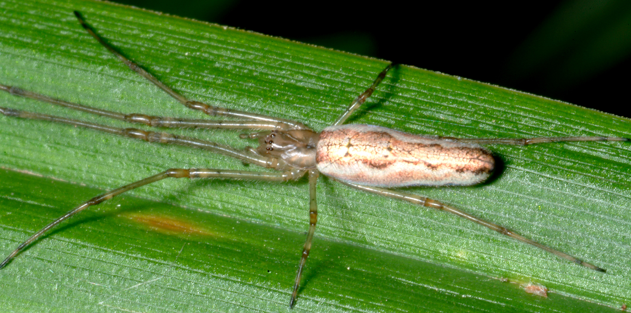 Tetragnatha