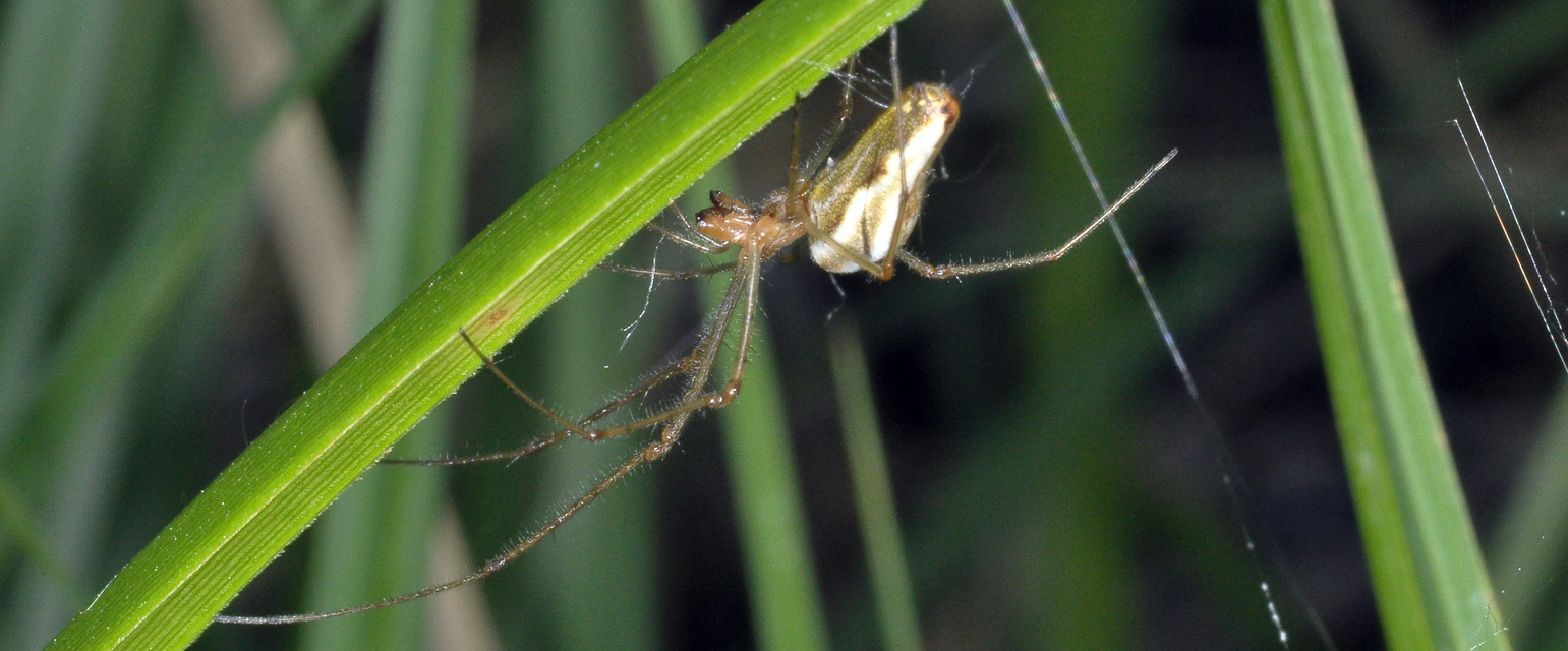 Tetragnatha