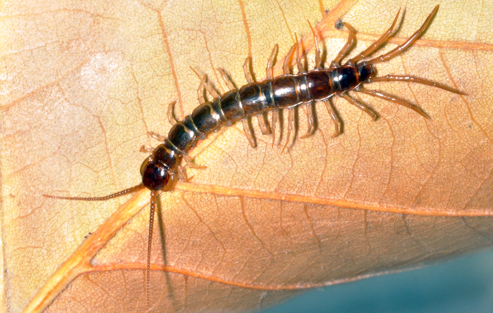 Lithobius