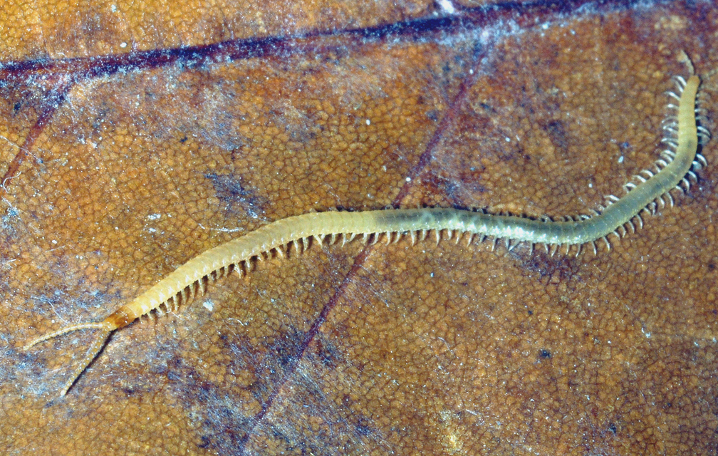 Geophilidae