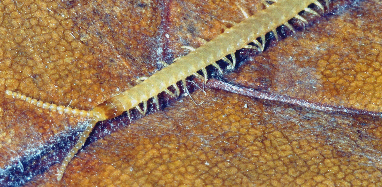 Geophilidae