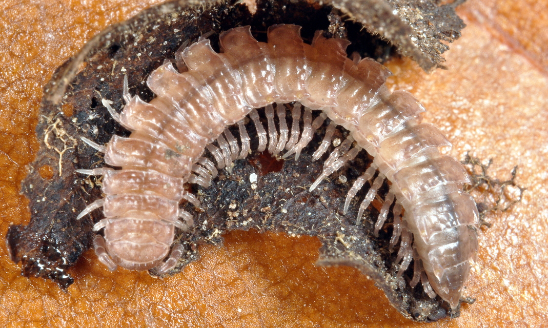 Diplopoda - Ikerszelvényesek